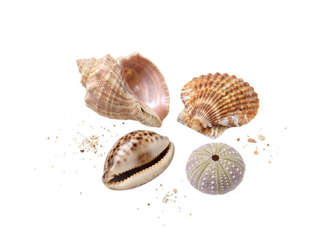 Spiral Conch, Ridged Scallop, Cowrie Shell and Sea Urchin Husk With Pearlescent Interiors and Sand Grains, Coastal Seashell Set