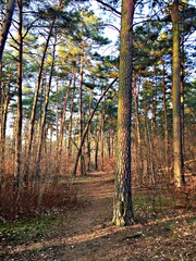 Sunlit forest path among tall pine trees © Novanture