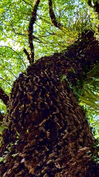 Upward view along towering tropical tree trunk beneath green canopy