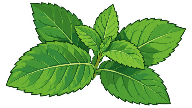 Fresh green peppermint leaves sprig isolated vector illustration