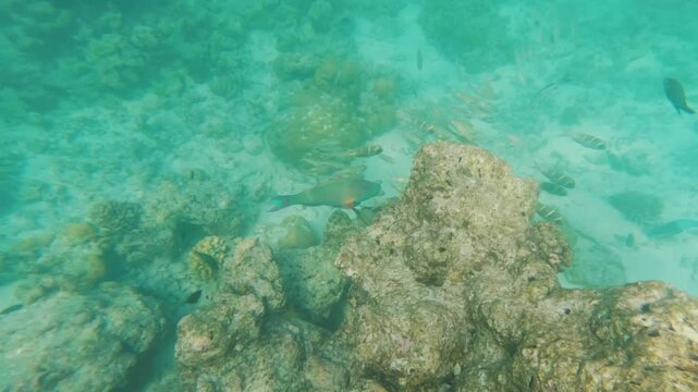 Snorkeling in Maldives near Dhiffushi, group of fish, large parrotfish in middle swim near rocks