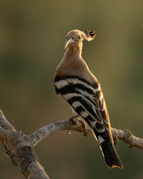 Eurasian Hoopoe (Upupa epops) Portrait Perched on Branch in Golden Light
