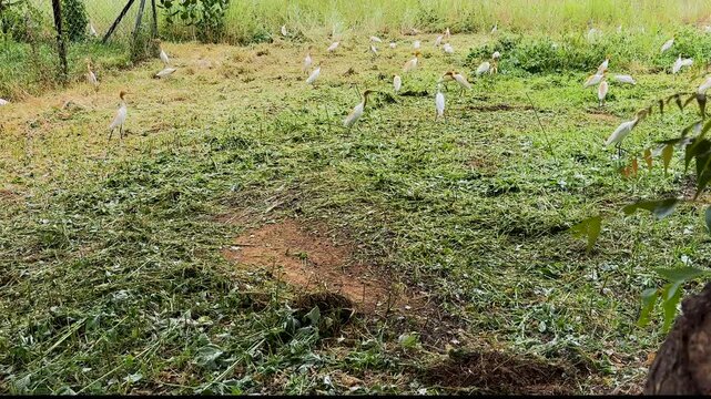 Group of White Cattle Egrets Searching for Food in a Rural Grassland