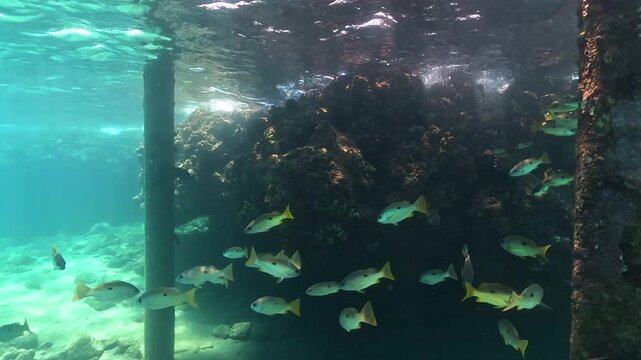 Snorkelling in Marsa Alam, group of blackspot snapper fish swimming near pier pillars and coral covered rocks