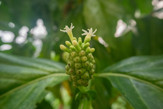A young noni fruit or Morinda citrifolia, also known as Indian mulberry, developing on the branch