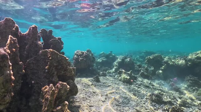 Snorkeling at Marsa Alam, rocks covered with corals and few fish swimming near visible in shallow water close to shore
