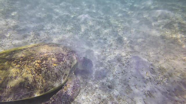 Large green sea turtle, sucker remora fish on its shell, grazing on seagrass covered sandy seafloor