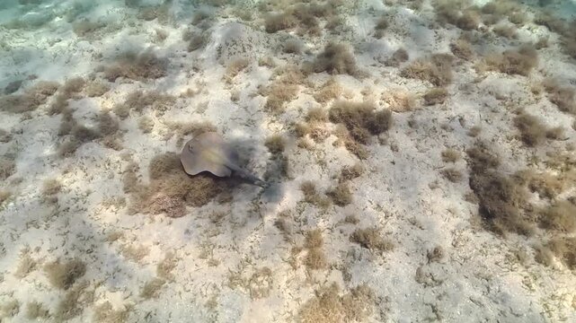Small bluespotted ribbontail ray seen during snorkeling in Marsa Alam, Red Sea. Underwater video