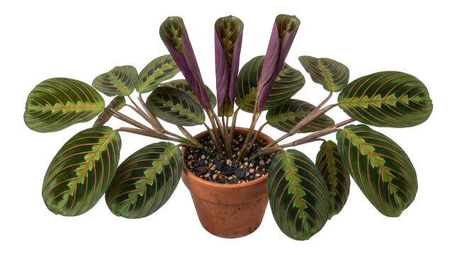 A beautiful maranta leuconeura prayer plant in a terracotta pot isolated on a black background as a high quality png