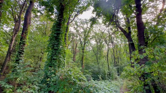 Vines on trees in an autumn forest