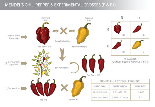 Educational diagram showing mendel chili pepper experimental crosses and inheritance patterns with mendelian genetics.