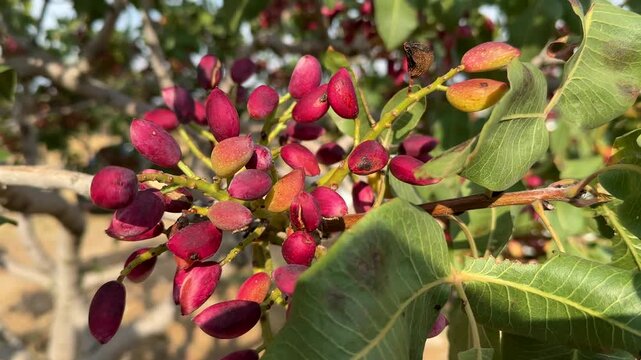 Fresh raw green pistachios ripening on the tree branch in an orchard Sanliurfa Turkey