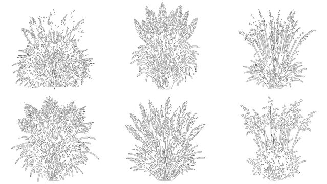 Set of six handdrawn ornamental grasses and wild plants, sketch style illustrations of decorative garden foliage isolated on transparent background