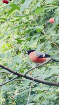 Colorful bullfinch perched on tree branch amid lush green foliage