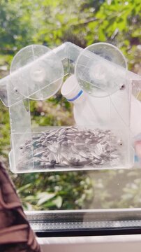 Diy plastic bottle bird feeder with sunflower seeds in garden setting