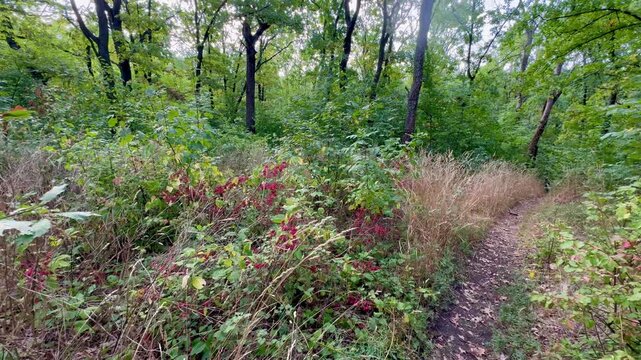 flowers in the forest