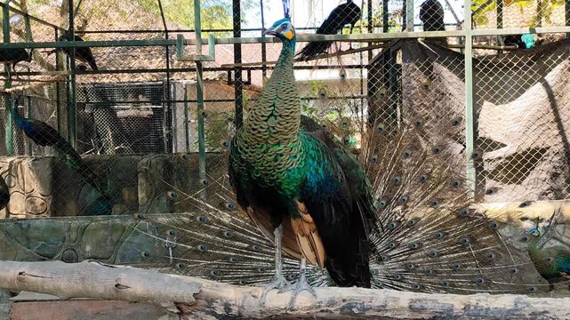 A peacock perches on a piece of wood inside a zoo enclosure. Peacocks are a protected species and are on the verge of extinction.