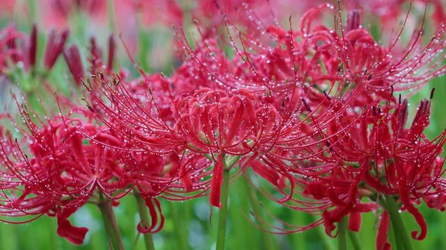 雨の中の彼岸花