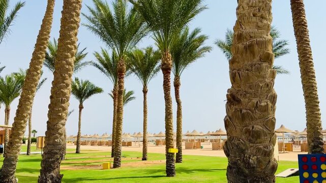 Horizontal view of tall date palm trees in luxury hotel tropical garden with straw sun umbrellas and deck chairs background. Five star resort territory in Nabq Bay, Sharm El Sheikh, Egypt.