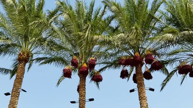 Horizontal view of beautiful date palm trees with big ripe fruit bunches in luxury hotel tropical garden. Exotic paradise landscaping scenery at five star resort in Nabq Bay, Sharm El Sheikh, Egypt.