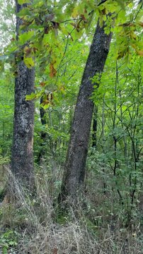 tree in the forest