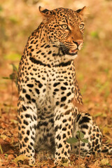 Leopard’s Stare © Emma