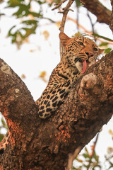 leopard in tree © Emma
