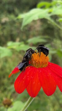 bumblebee woring on red flower