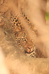 Leopard’s Stare © Emma