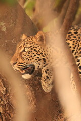 leopard resting in a tree © Emma