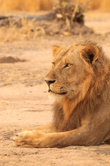 portrait of a lion © Emma