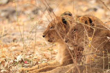 Lion cubs  © Emma