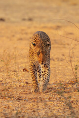 Leopard’s Approach  © Emma
