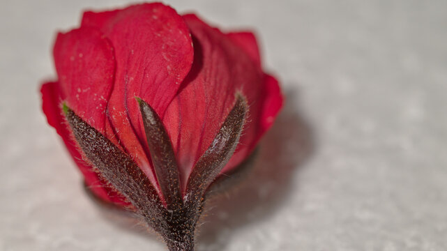 Macro close-up of a red tulip pelargonium flower bud showing dark hairy sepals and tightly layered petals.