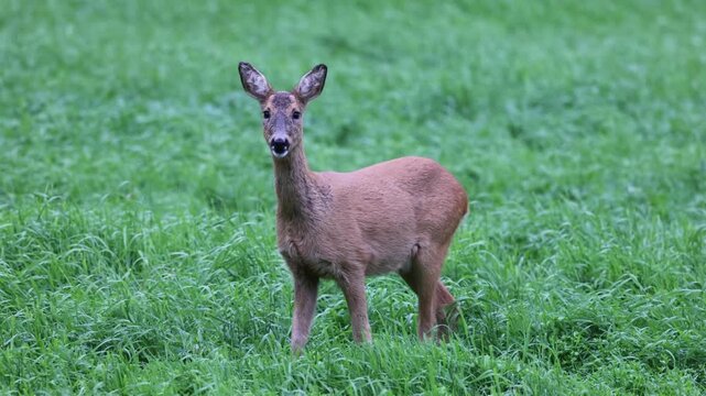 Peaceful wild roe deer chewing grass while looking into camera in green meadow