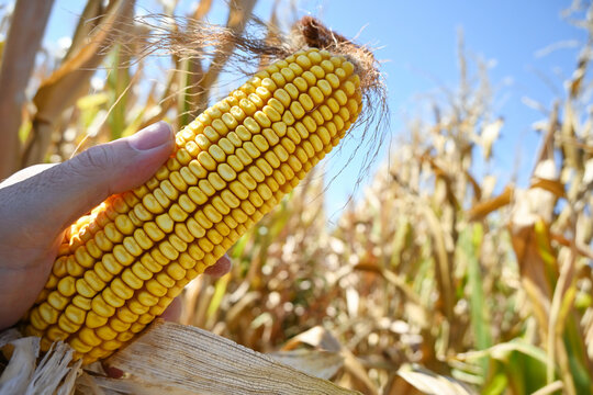 farmer hand holding ripe yellow corn cob in field