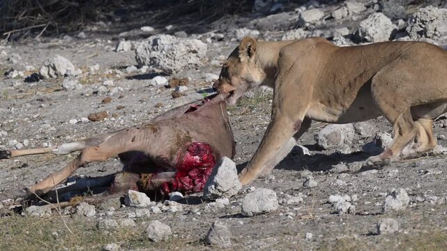 Lioness pulling kudu carcass along the Chobe River bank in Botswana
