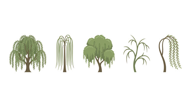 Weeping willow tree vector set, collection of 5 green willow trees with hanging branches, flat botanical plant icons for landscape design
