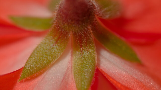 Extreme macro view of the back of a pelargonium flower showing hairy green sepals and fine botanical surface details.
