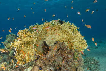 Coral reef and water plants in the Red Sea, Eilat, Israel  © yeshaya
