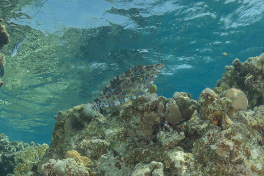 Coral reef and water plants in the Red Sea, Eilat, Israel
