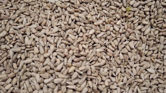 Massive pile of shelled and hulled raw sunflower seeds. healthy seed nutrition, agricultural industry harvest, organic snack food, vegan baking ingredients.