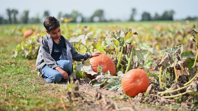 Boy touching pumpkins while exploring pumpkin patch in fall