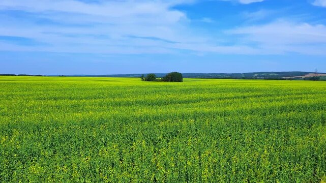 Endless green alfalfa crops stretch across the landscape, creating a lush and vibrant field. Bright yellow-green hues cover the ground beneath a clear sky dotted with wispy clouds, while distant.