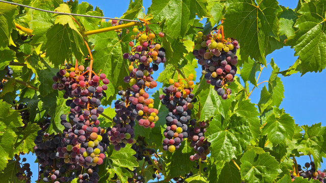 Bunches of red and purple grapes ripening on the vine in a vineyard under a clear blue sky