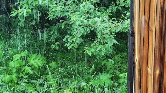 Dense green foliage drenched by steady rain with visible raindrops falling. Lush leaves and underbrush create a vibrant natural scene beside a weathered wooden pole.