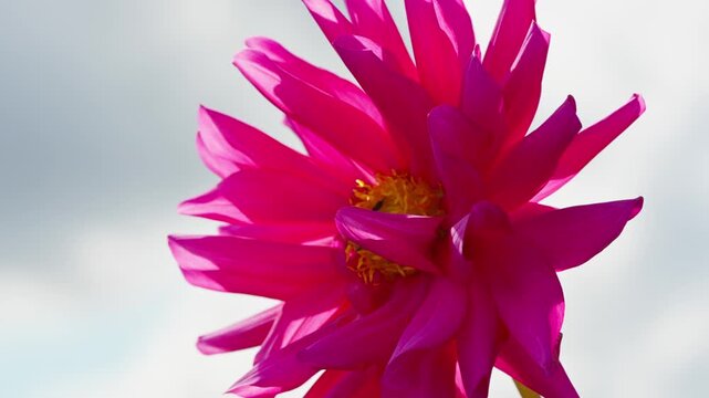 Pink dahlia flower with bees and bumblebees gathering nectar in centre. Close-up view of bloom and stem against garden flowerbed background