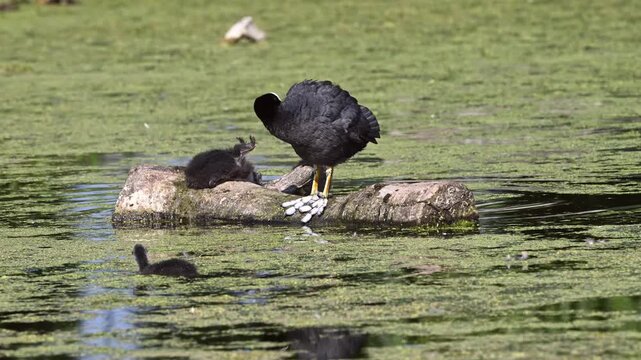 Coot and babies preening and feeding