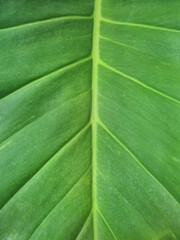 Background of a Philodendron Giganteum Schott leaf, up close. Full view of the exotic green leaf surface, with an abstract texture of natural anatomical lines and fresh, natural green color tone. © Windi Holly