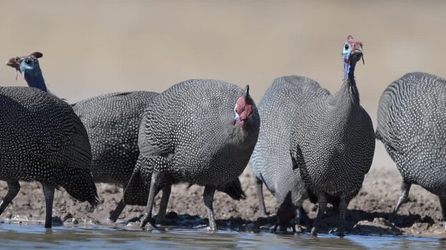 Helmeted guinea fowl drinking at Kalahari waterhole